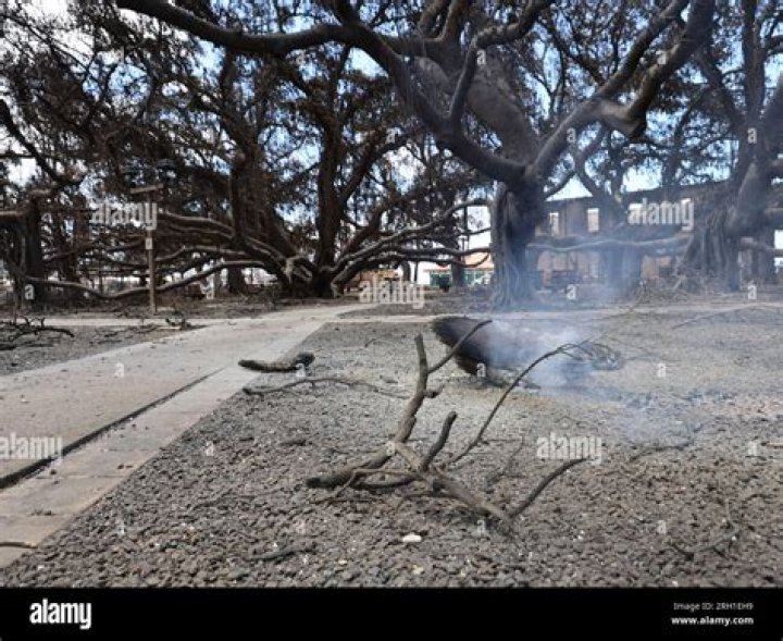 Lahaina Fire Twitter mourns ‘loss’ of world-famous banyan tree during ‘apocalyptic’ wildfires