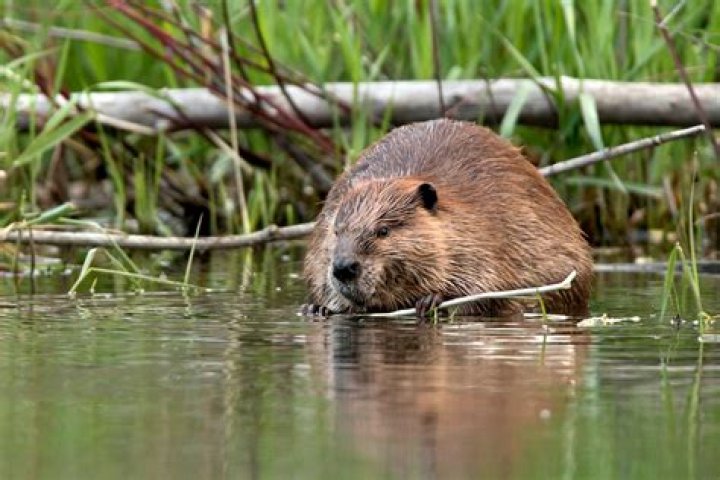 Little Beaver Net Worth