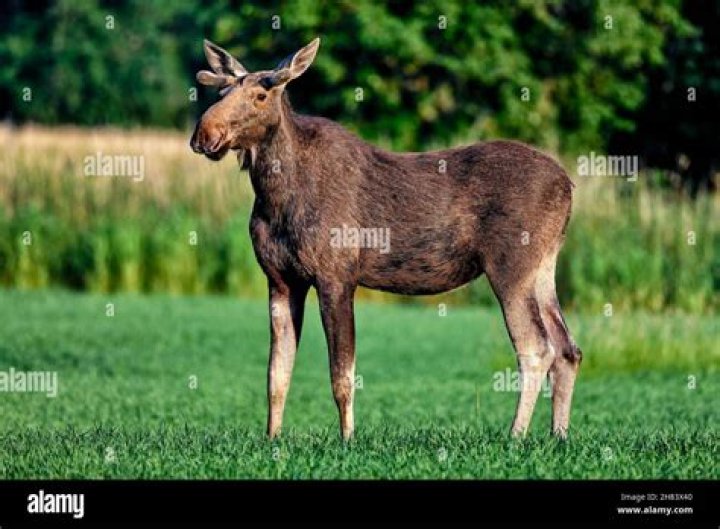 Young Moose